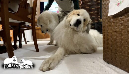 犬舎待機の後はお母さんにたっぷり甘えるルンルンとアランです　Great Pyrenees　グレートピレニーズ