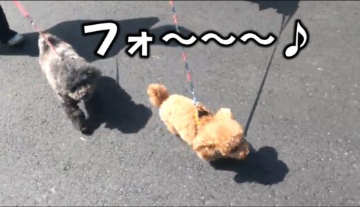 公園で犬の映え写真を撮ったらこうなった