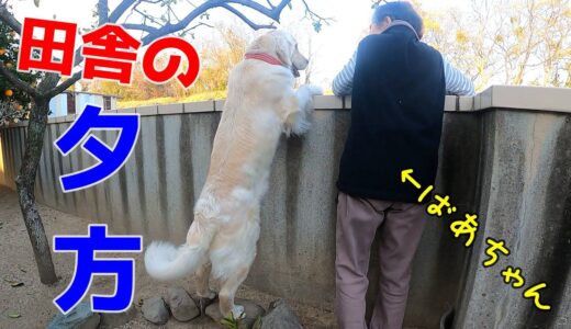 【いつにもまして・・・】ばあちゃんと犬の平和な時間です・・・。