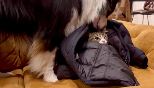 【だいすき！】犬は猫のストーカー　Dogs love cats