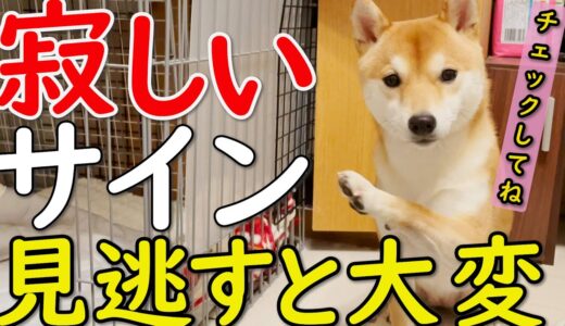 【音声解説】犬が寂しい時に見せる問題行動と対応策