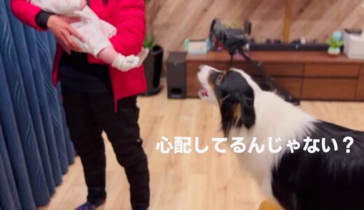 知らない人が赤ちゃんを抱っこすると守ろうとする犬！パパに渡すと…