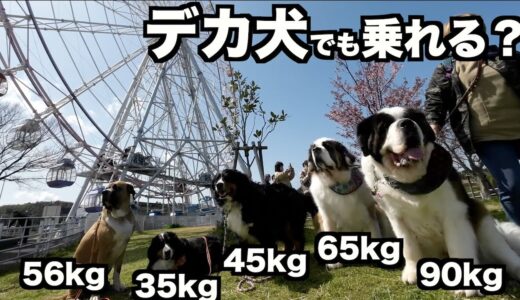 犬連れで観覧車乗れるってよ！