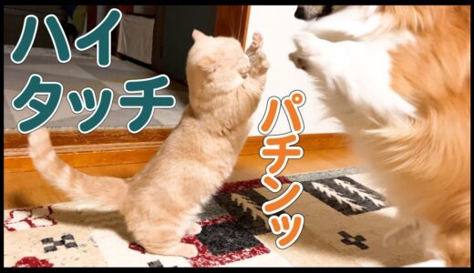 神経質な犬と怖がりな猫が、ハイタッチできるようになりました！