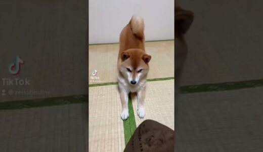 絶望ライン犬の紹介