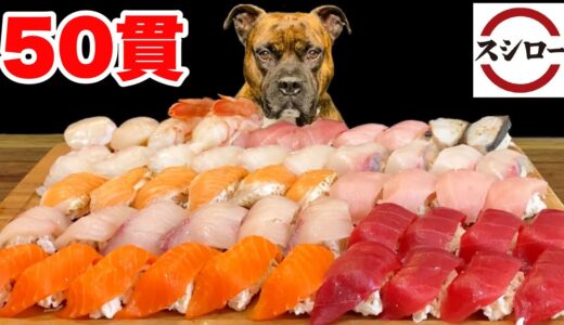 【大食い犬ASMR】ママ特製スシローを爆食いして2周年を祝う愛犬 MUKBANG Dog eats sushi