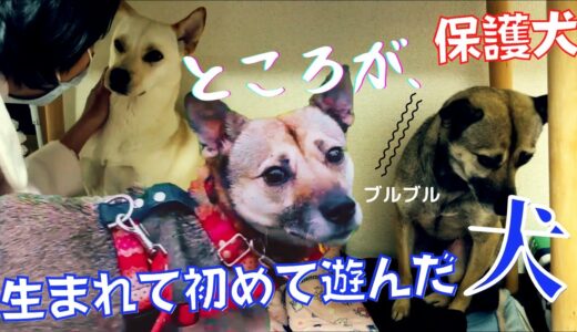 【保護犬】一度も遊んでもらえなかった震えた犬が生まれて初めてママと遊んだ・・だけど、