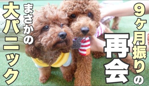 【犬が沢山でやばいことに⁉】巣立ち後初めての再会が大パニックに?!（ブリーダー）