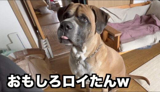 犬とのこんな日常がたまらなく愛おしい