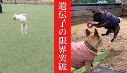 【検証】運動神経抜群のエリート犬の子供はやっぱり凄いのか？