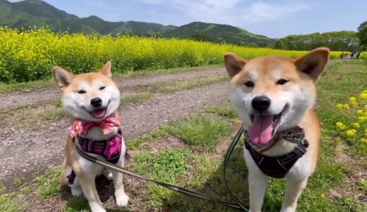 小型犬とラー油の行き先が気になって仕方ない柴犬が可愛いw