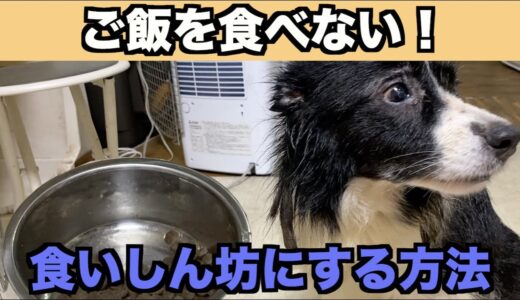 犬がご飯を食べない！どうしよう？