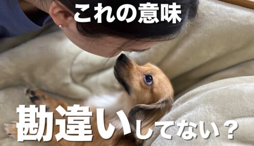 飼い主のほとんどが勘違いしている犬の行動