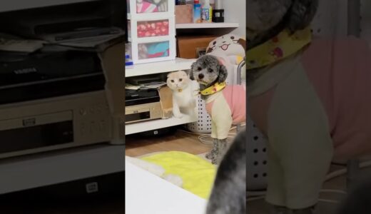 いたずら中の子猫を叱る犬がこちら…笑#shorts