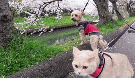 満開の桜並木で犬と猫を散歩させたらこうなりましたｗ【プーチー&スコティッシュフォールド】