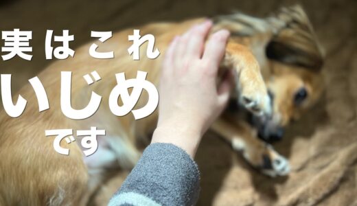 犬からするといじめに値する行動