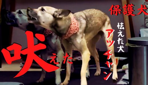 【保護犬アッチャン】怯えた犬が突然うなり吠えた・・