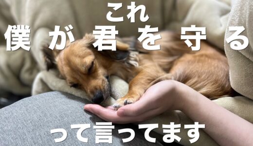 犬が一生懸命飼い主を守ろうとしている時に見せる行動