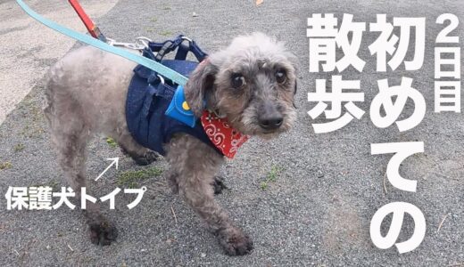 6歳の保護犬が、初めて散歩に挑戦したら・・・！｜Day2