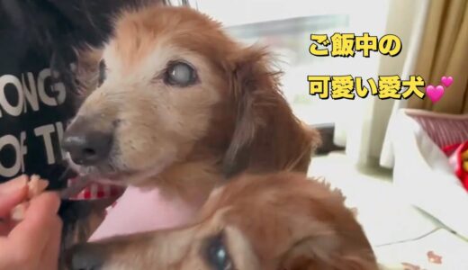 ほんの少しだけど缶詰食べてくれる愛犬（ミニチュアダックス）（老犬ダックス）