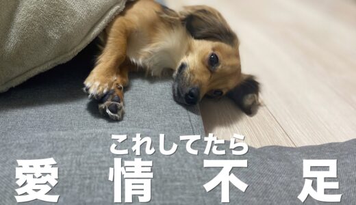 飼い主の愛情が足りてない犬しか見せない行動