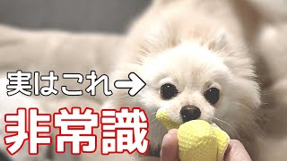 飼い主さんが意味を間違えやすい犬の行動【犬の仕草】