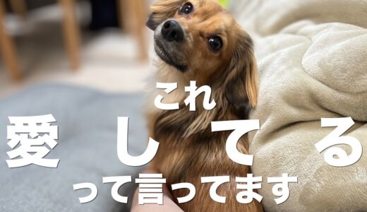 犬が心の底から愛してるって言っている時に見せる行動