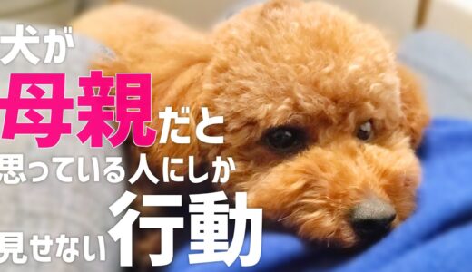 犬が飼い主を母親だと思っている時にしか見せない行動【トイプードル】