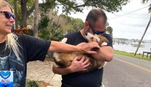 ヨットから川に転落してしまった犬。自力で11km泳ぎ続け飼い主と感動の再会【感動】