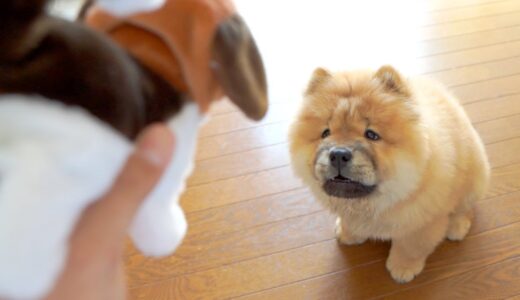 子犬に犬型のおもちゃを見せた反応がかわいすぎるw