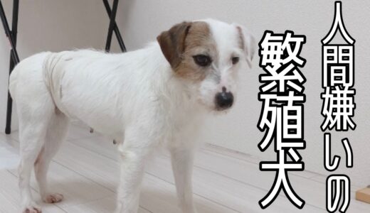 人間が怖い繁殖犬の女の子をお迎えしました。動画の最後に、末っ子の名前を発表します♪「vol 188」