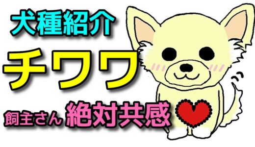 【犬 チワワ】子犬の選び方!飼主さんは絶対共感するチワワの犬種特徴!