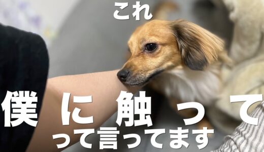 犬が飼い主に僕に触ってと言っている時に見せる行動