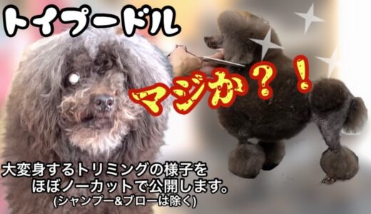 こんなに変わる？！汚犬からショーカット風に大変身♪コンチネンタルクリップのペットスタイルです♪