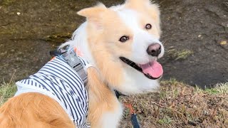 世界遺産に飛び込もうとする犬がコチラです【ボーダーコリー】