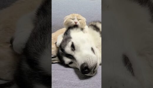 子猫に耳掃除を頼んだハスキー犬がこちら…笑