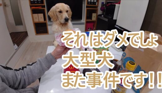 コラー！またまた大事件を起こす大型犬。ゴールデンレトリバーティト。