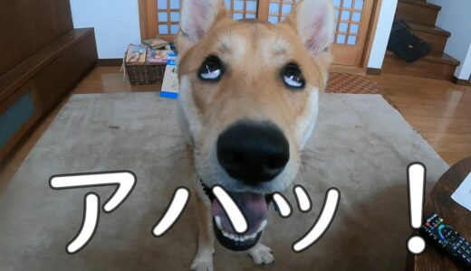 表情が面白い犬。それがワンジロー