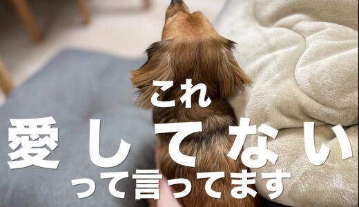 犬が「愛してない」って言っている時に見せる行動