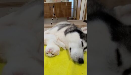 まるで親子のようなハスキー犬と子猫がこちら…笑#shorts