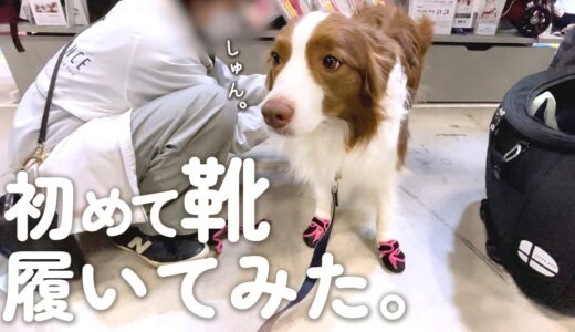 初めて靴を履いた犬の反応があるあるだけど癖強くて可愛いかった…笑 【ボーダーコリー】