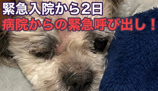 21話【保護犬】病院からの緊急呼び出し！