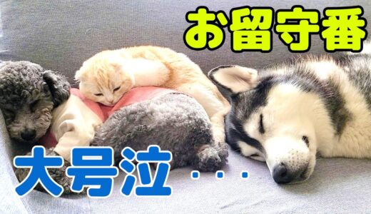 子猫とハスキー犬達のお留守番を隠し撮りしてみたら寂しすぎて大号泣してた...