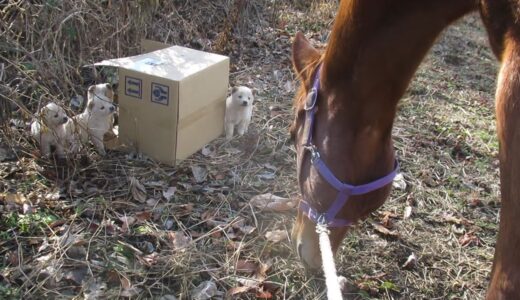 捨て犬発見ノーカット版