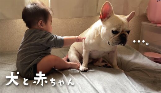 【犬と赤ちゃん】ついに妹の子守りが疲れてきた犬を見てほしい【フレブル フレンチブルドッグ】