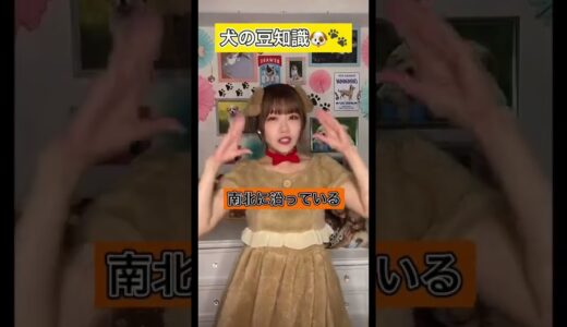 【犬の豆知識🐶🐾】犬がウンチをする前にくるくる回る理由！！#shorts #dog #tiktok #犬