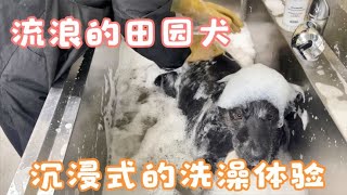 流浪的田园犬从未洗过澡，为它做一次沉浸式体验 ，祛除脏脏的绒毛  Dog rescue in China 20220404