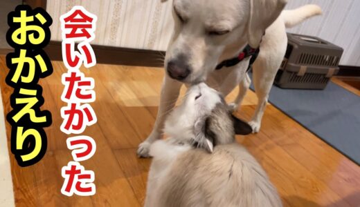 大好きな犬を一直線に迎えに行く猫が可愛すぎますw