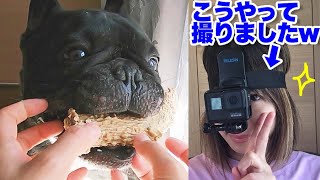 犬と暮らす飼い主から見る世界【リアルな飼い主目線】