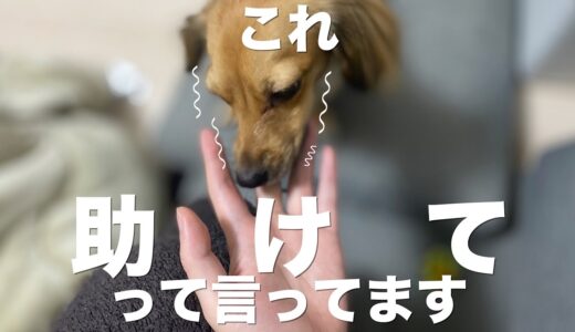 犬が「助けて！」と言っている時に見せる行動